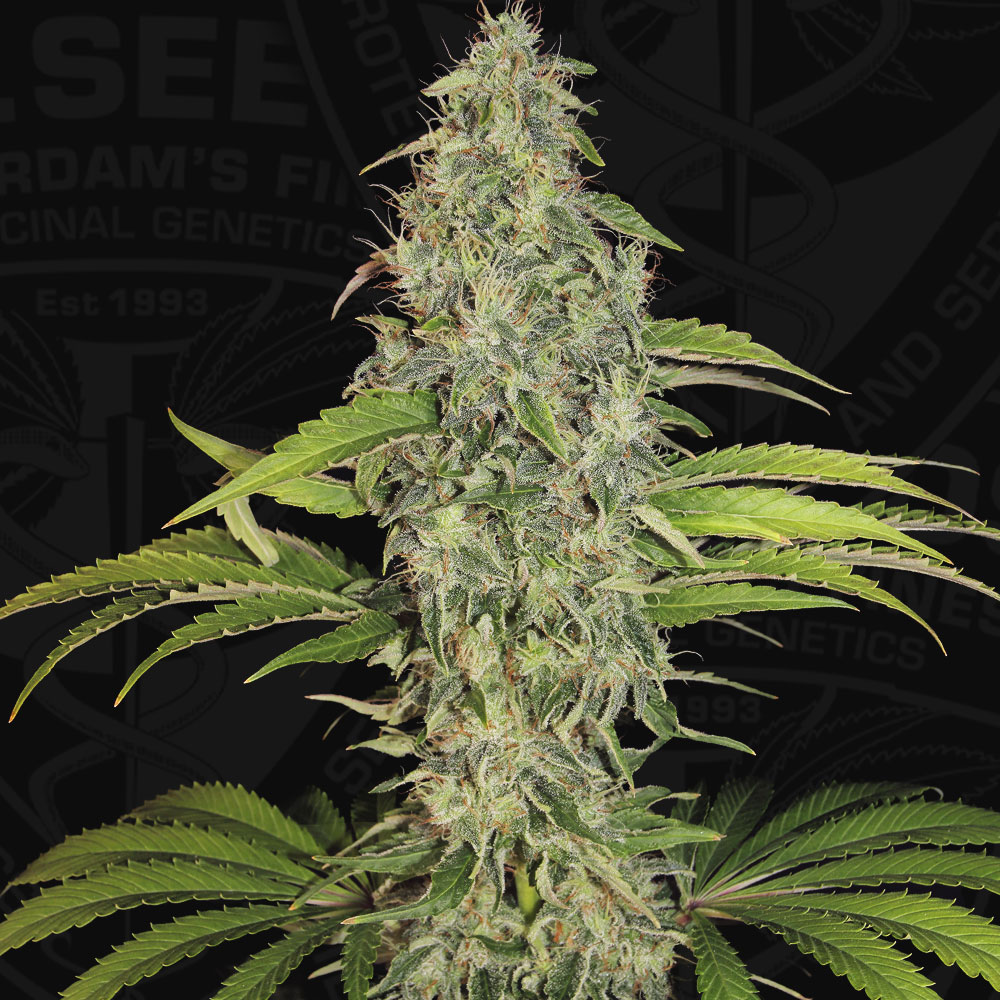 T.H.Seeds™ Semená kanabisu SAGE™ CBD, rôzne balenia, feminizované 2 ks