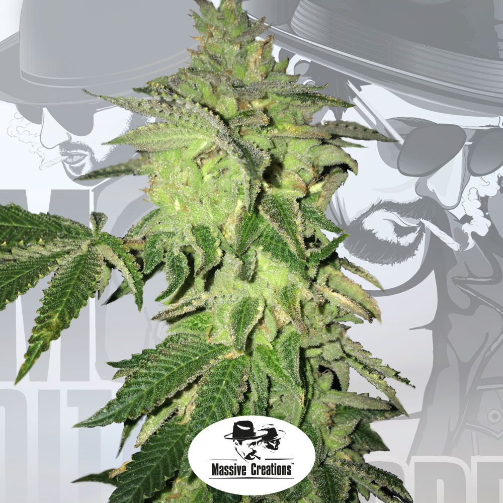 T.H.Seeds™ Cannabis Seeds Shiloh Z, 5+1 Pack, feminizované