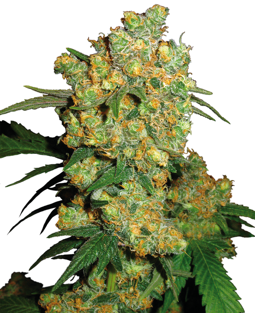Sensi Seeds Cannabis Seeds Big Bud® Feminized, 3-25 ks 10 ks