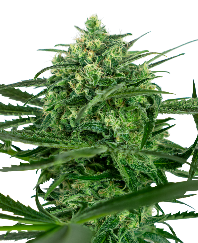 Sensi Seeds Cannabiszaden Sensi Amnesia® Gefeminiseerd, 3-10 stuks