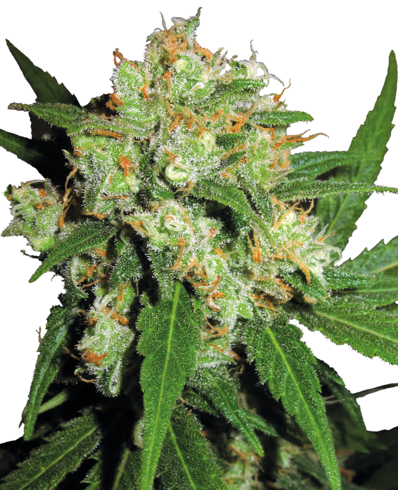 Sensi Seeds Cannabiszaden Sensi Skunk® Gefeminiseerd, 3-25 stuks