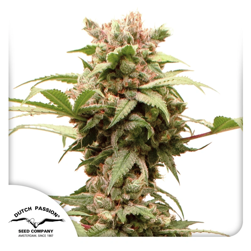 Dutch Passion Cannabiszaden Auto CBG-Force® Autoflowering