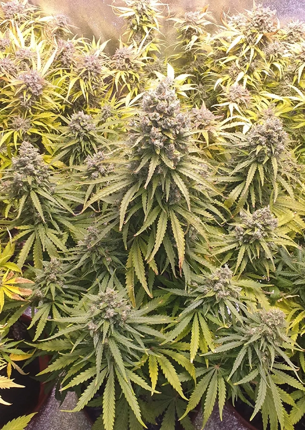 Dutch Passion Cannabis Seeds Auto Lemon Kix® Autoflowering 3 ks