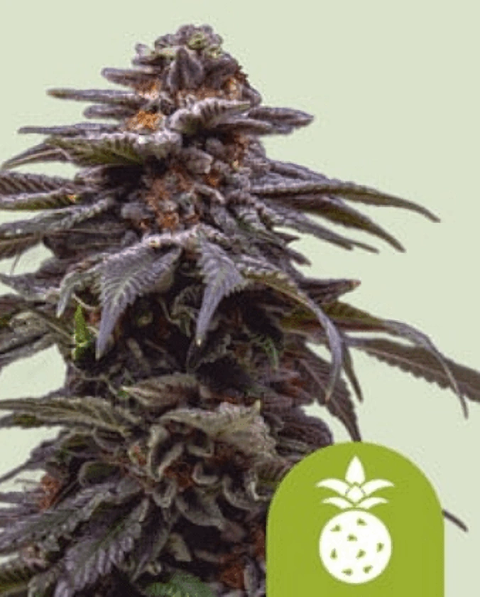 Royal Queen Seeds Cannabis Seeds Tropicana Cookies Purple Auto 1 ks