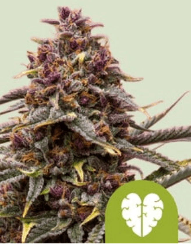 Royal Queen Seeds Cannabis Seeds Pink Mist Auto 5 ks