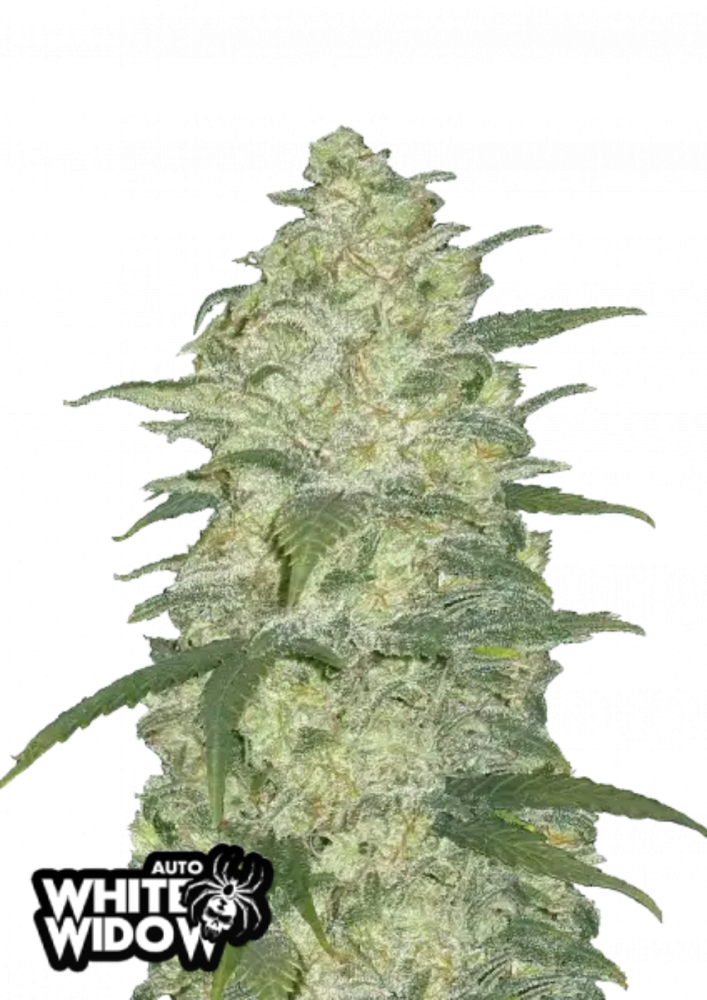 Fast Buds Cannabis Seeds White Widow Auto 1 ks