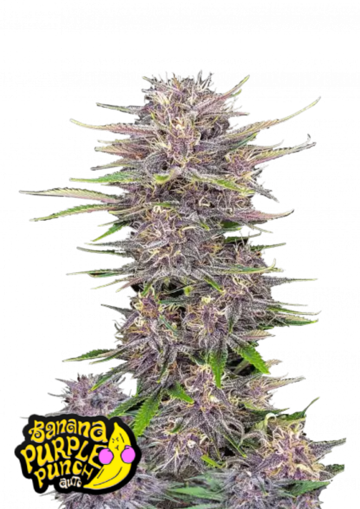 Fast Buds Cannabis Seeds Banana Purple Punch Auto 3 ks