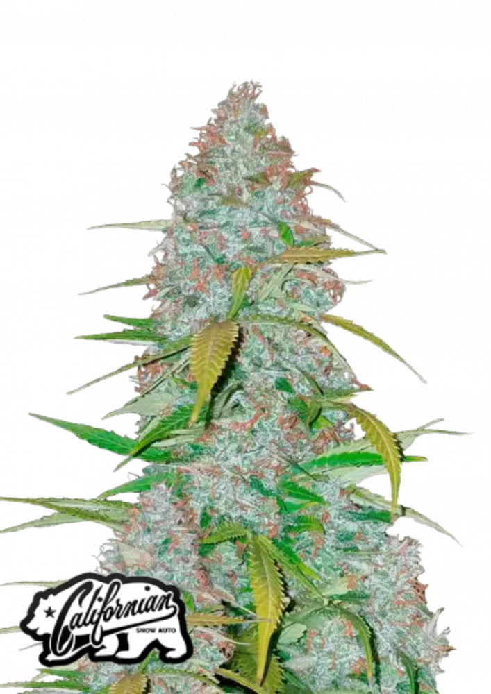 Fast Buds Cannabis Seeds Californian Snow Auto 1 ks