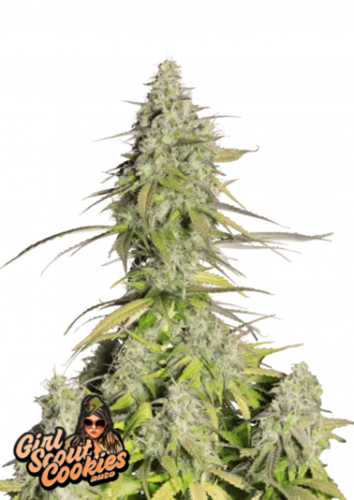 Fast Buds Cannabis Seeds Girl Scout Cookies Auto 1 ks
