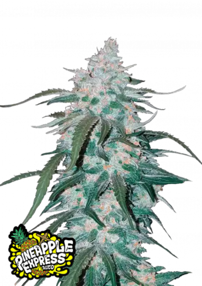Fast Buds Cannabis Seeds Pineapple Express Auto 3 ks