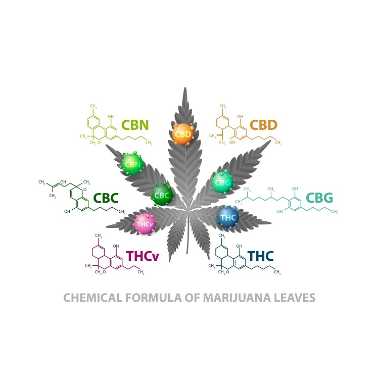 Infographics showing the cannabis leaf and cannabinoids such as CBG, THC, THCV, CBC, CBN and CBD