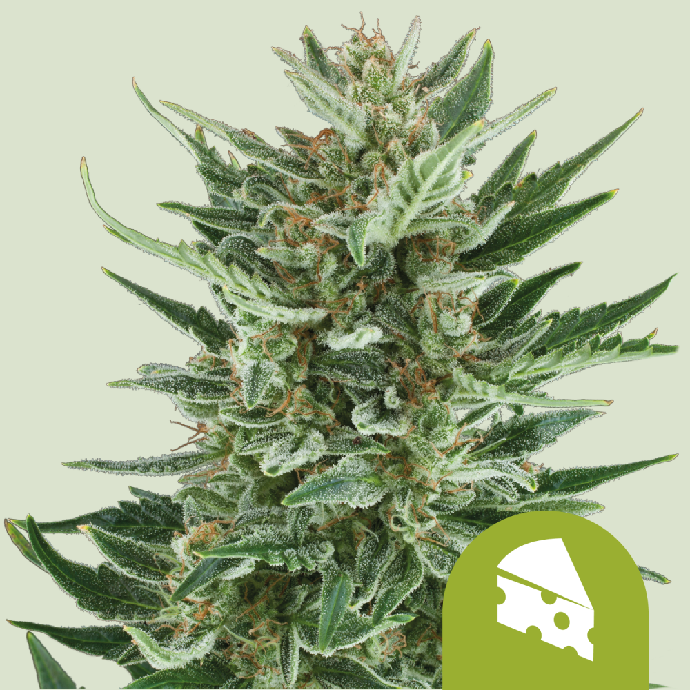 Royal Queen Seeds Cannabis Seeds Royal Cheese Auto 5 ks