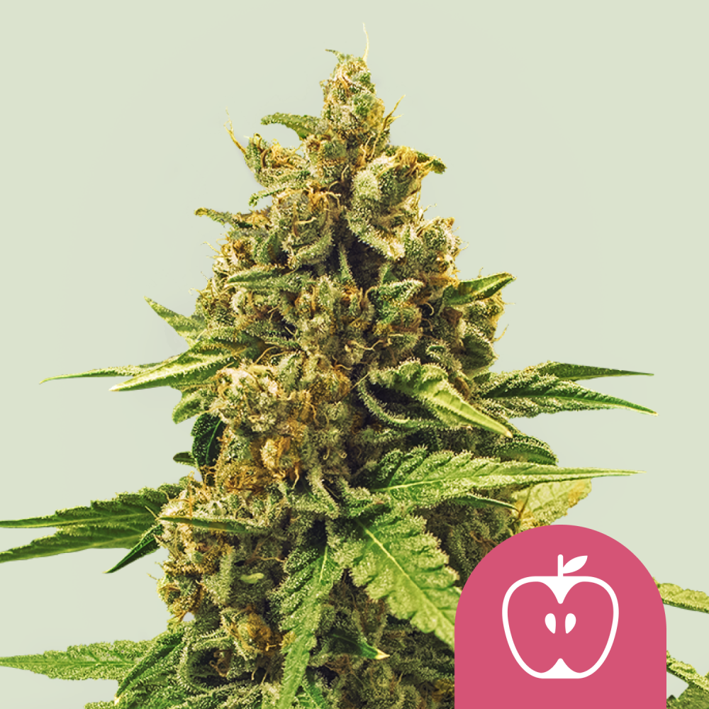 Royal Queen Seeds Cannabis Seeds Apple Fritter Feminized 3 ks