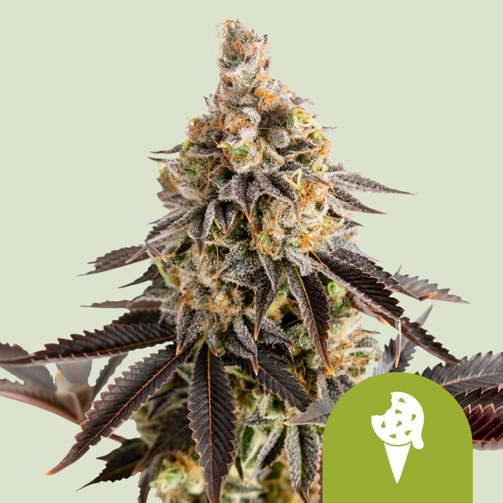 Royal Queen Seeds Cannabis Seeds Cookies Gelato Auto 3 ks