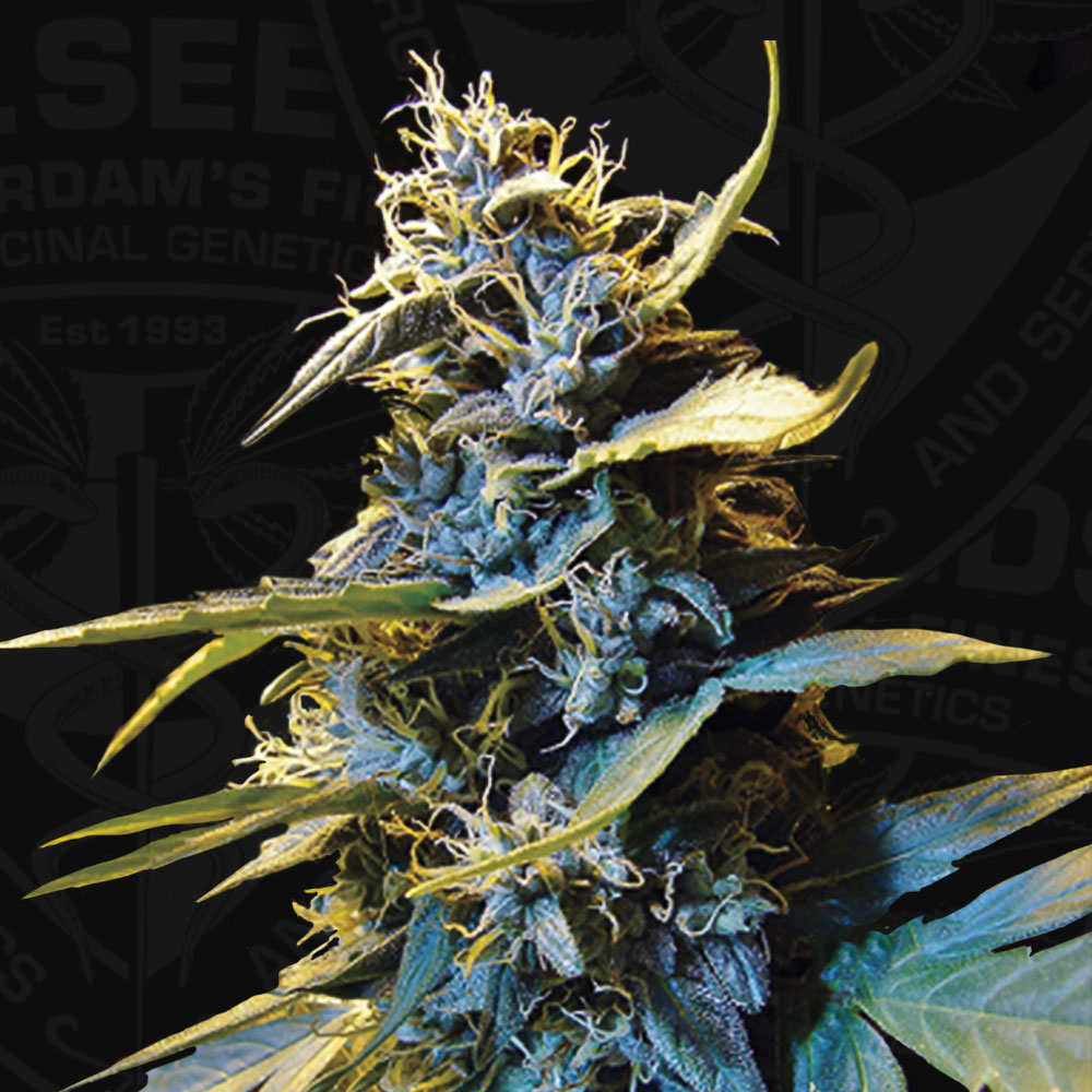 T.H.Seeds™ Cannabis Seeds Auto Northern HOG™, rôzne balenia, feminizované 2 ks