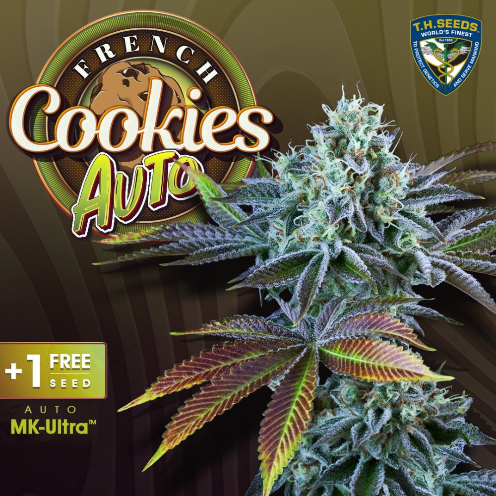 T.H.Seeds™ Cannabis Seeds Auto French Cookies, rôzne balenie, feminizované 2 ks