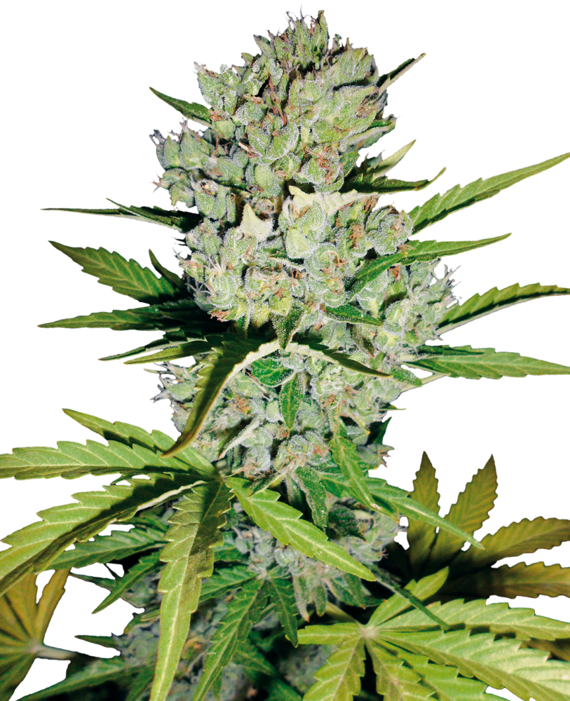 Sensi Seeds Cannabis Seeds Super Skunk Automatic Feminized by White Label, 3-10 ks 10 ks