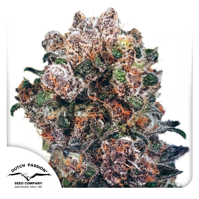 Dutch Passion Semená kanabisu Blueberry® Feminized 3 ks