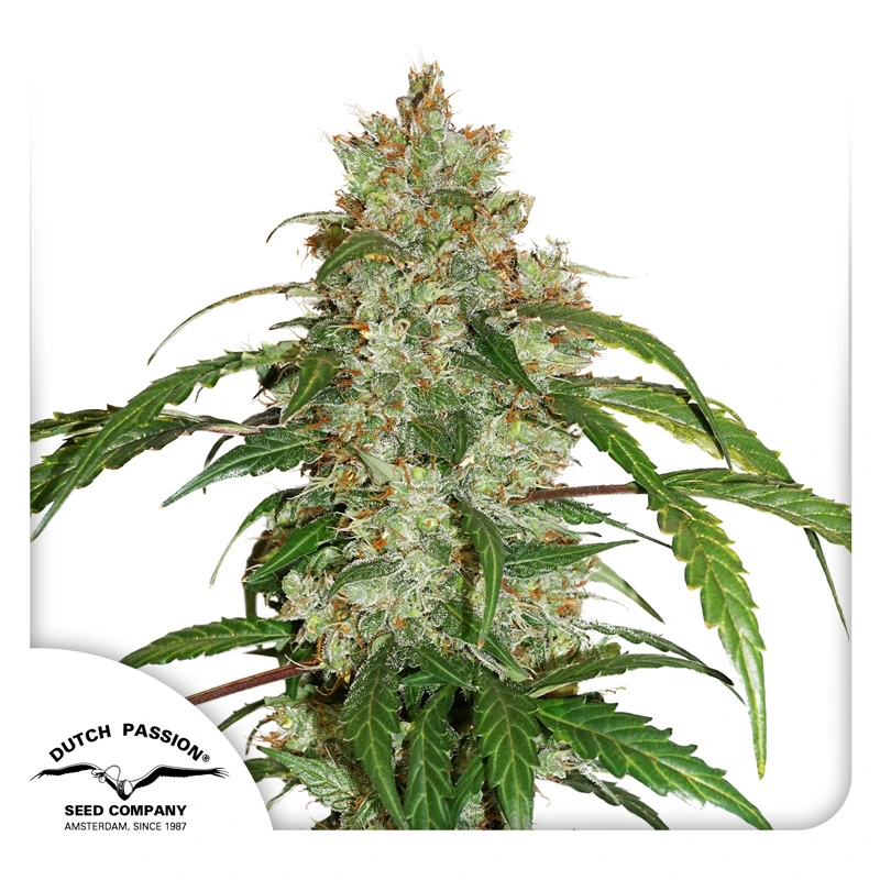 Dutch Passion Cannabiszaden CBD Auto White Widow Autoflowering