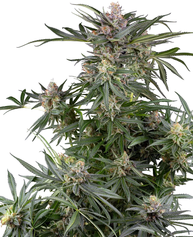 Sensi Seeds Cannabis Seeds Dosimosa Feminized 10+4 ks