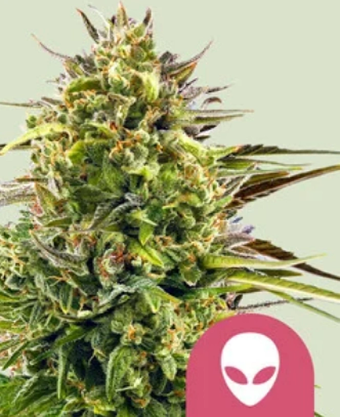 Royal Queen Seeds Feminizované semená kanabisu Alien OG 1 ks