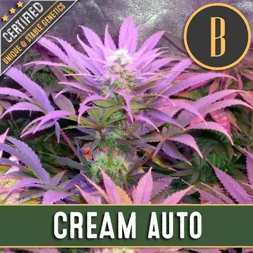 Blimburn Seeds Automatický krém zo semien kanabisu 3 ks