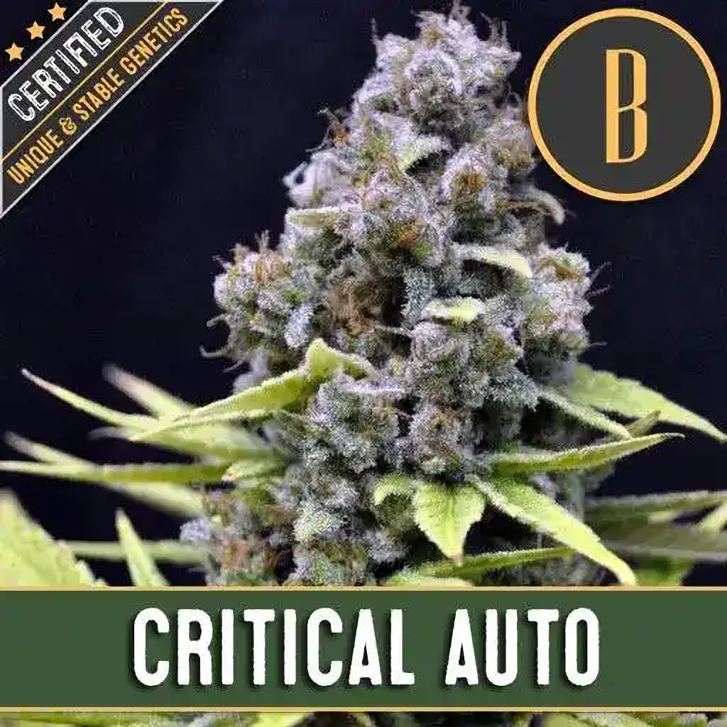 Blimburn Seeds Cannabis Seeds Critical Auto 3 ks