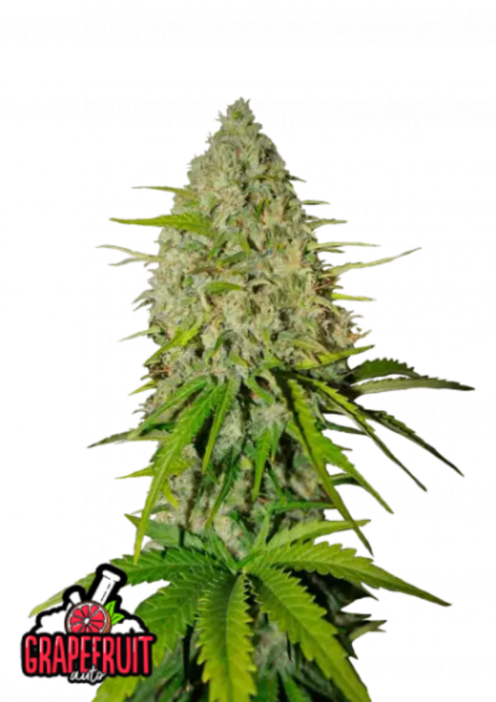 Fast Buds Cannabis Seeds Grapefruit Auto 5 ks