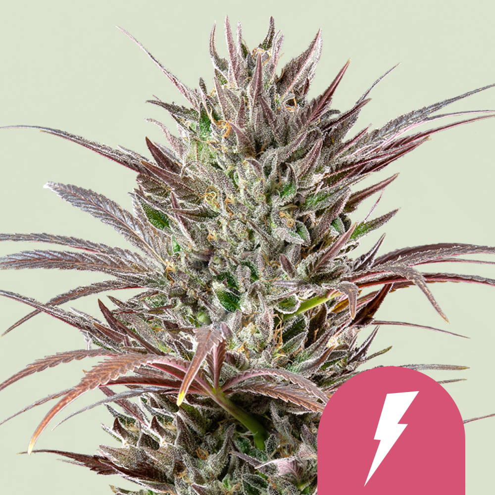 Royal Queen Seeds Cannabis Seeds North Thunderfuck Feminized 1 ks