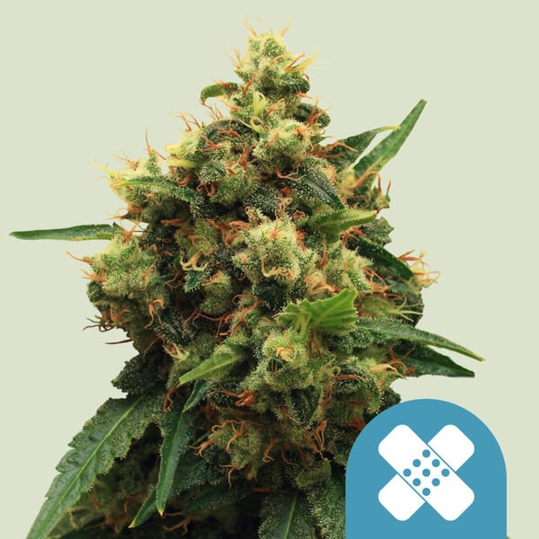 Royal Queen Seeds Cannabis Seeds Painkiller XL Feminized (High CBD) 10 ks