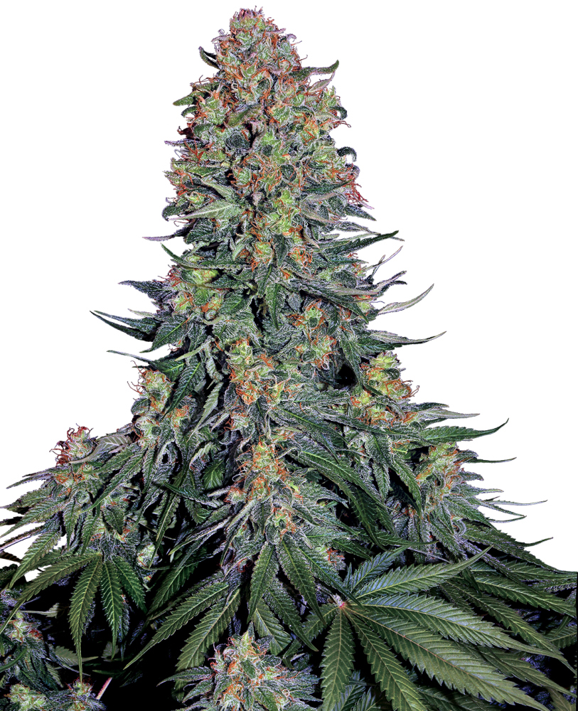 Sensi Seeds Feminizované semená kanabisu Blue Skunk®, 3-10 ks 3 ks