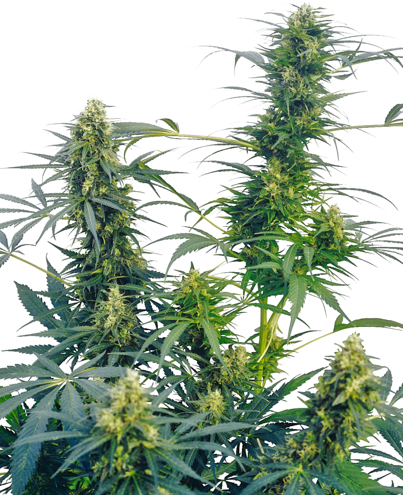 Sensi Seeds Cannabis Seeds Guerrilla's Gusto® Regular, 10 ks