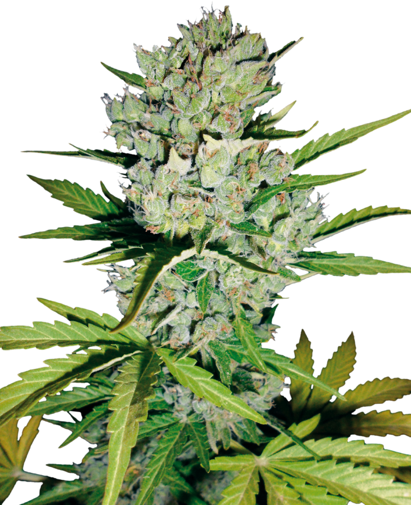 Sensi Seeds Cannabis Seeds Skunk #1 Automatic Feminized by White Label, 3-10 ks 3 ks