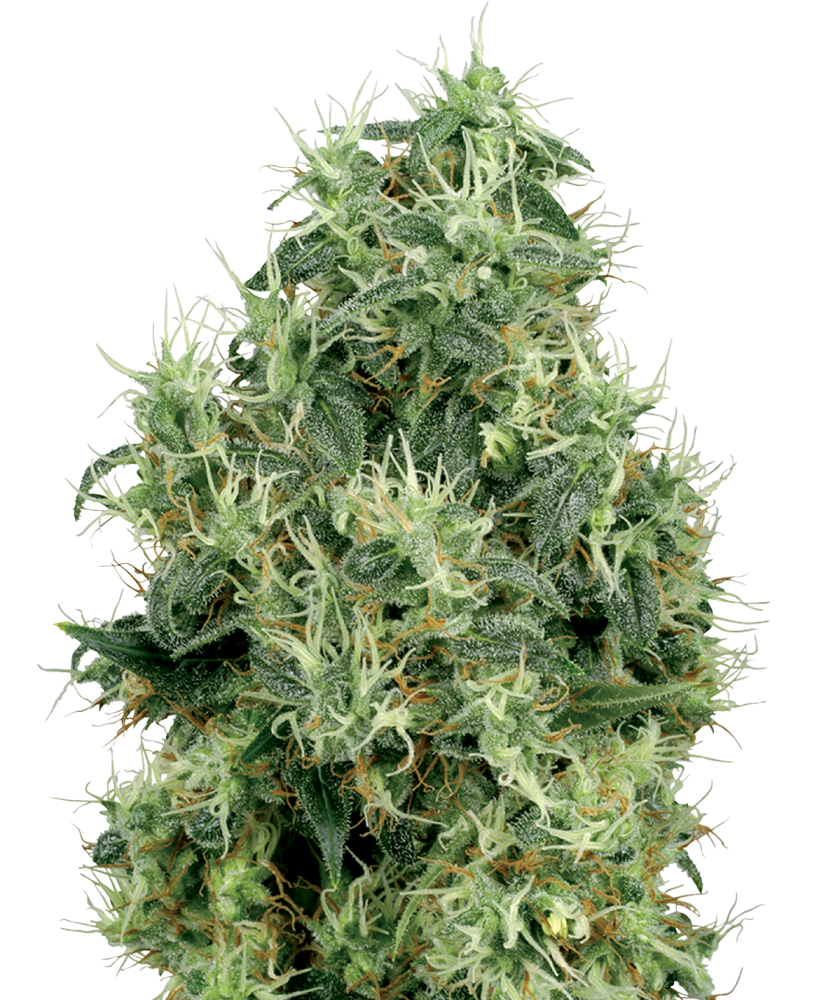 Sensi Seeds Semená kanabisu White Gold Feminized by White Label, 3-10 ks 10 ks