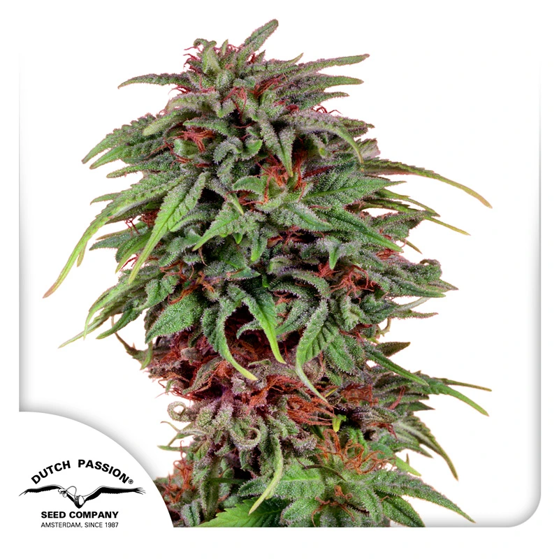 Dutch Passion Feminizované semená kanabisu Durban Poison® 3 ks