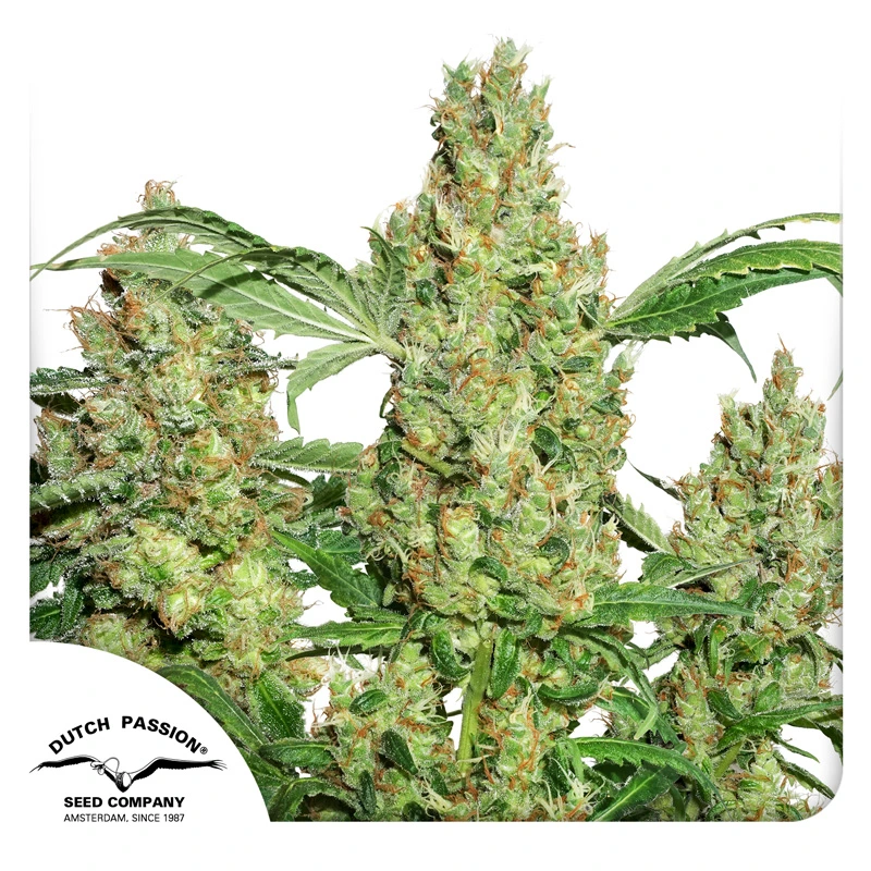 Dutch Passion Cannabis Seeds Power Plant® Feminized 3 ks