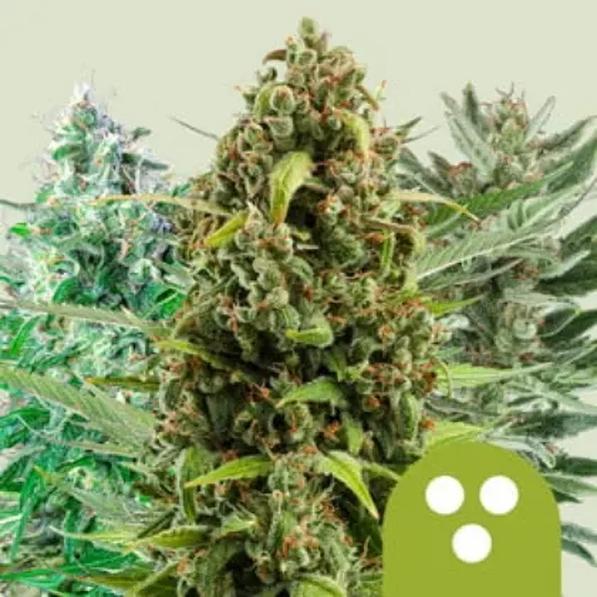 Royal Queen Seeds Cannabis Seeds Samonakvitnúca Zmes 3 ks