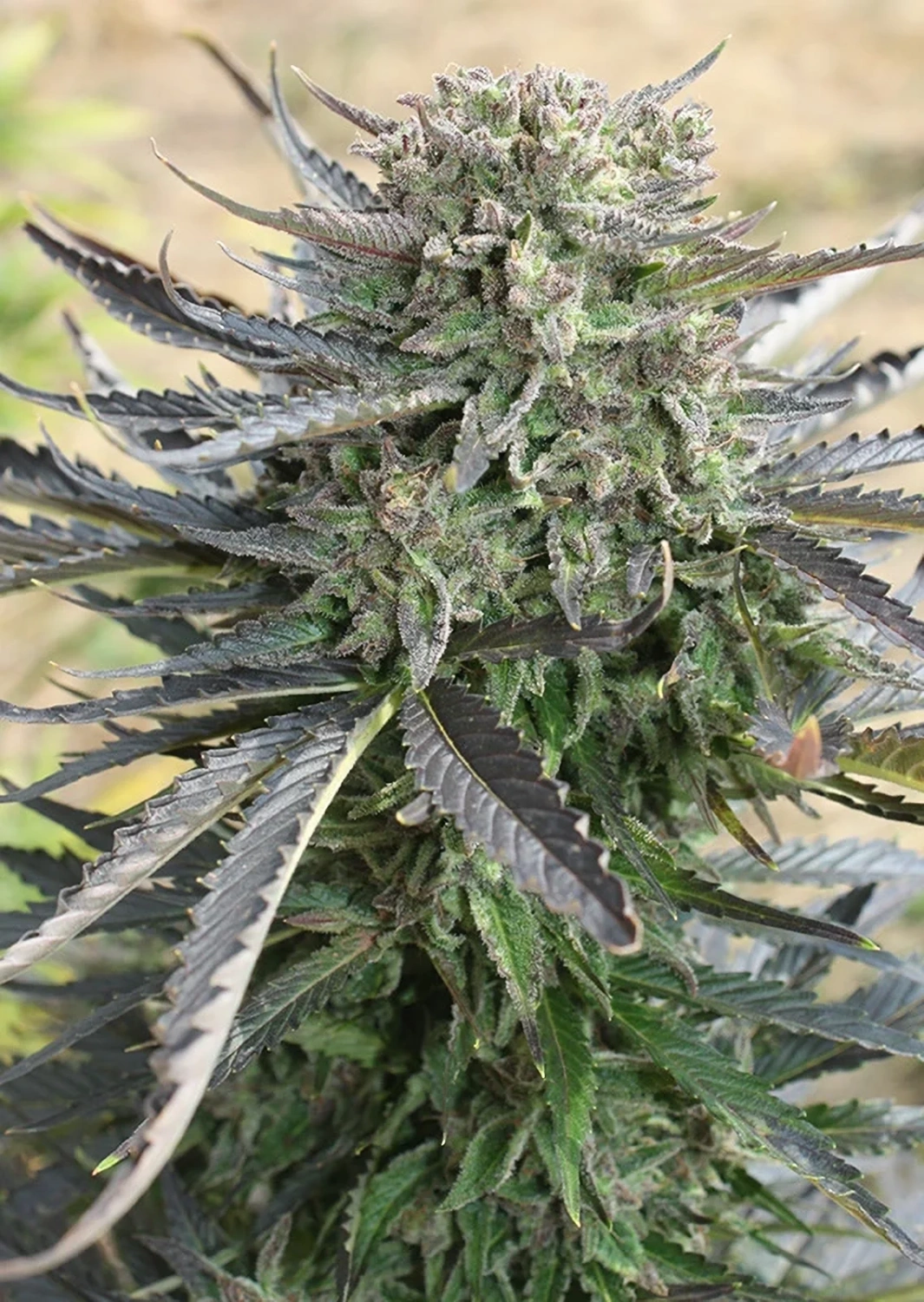 Dutch Passion Cannabis Seeds Blue Auto Mazar® Autoflowering 3 ks