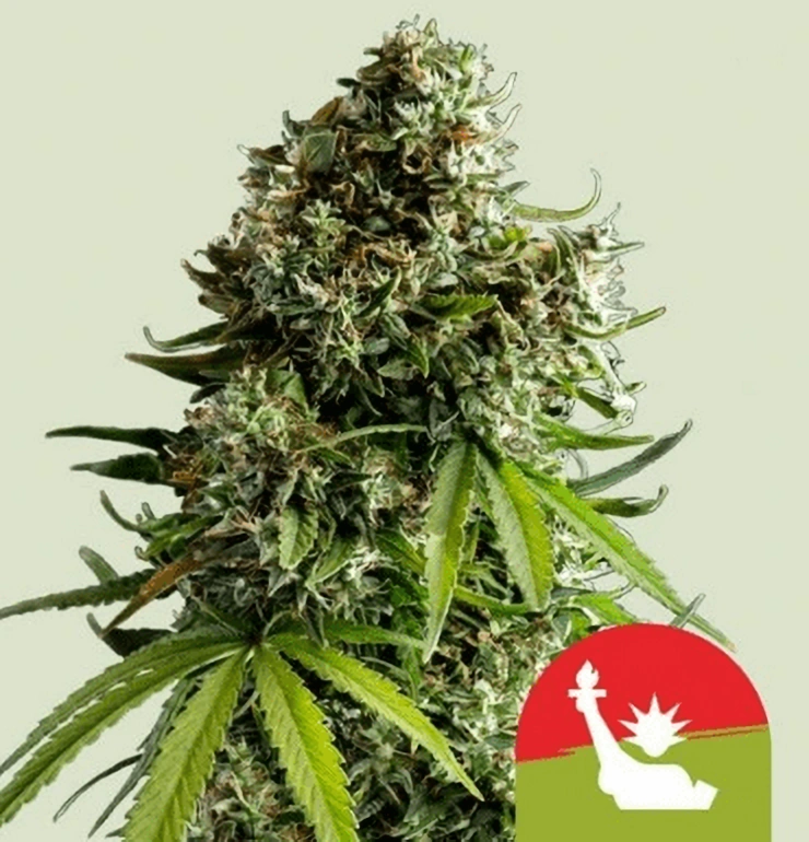 Royal Queen Seeds Cannabis Seeds NYC Sour D Auto 1 ks