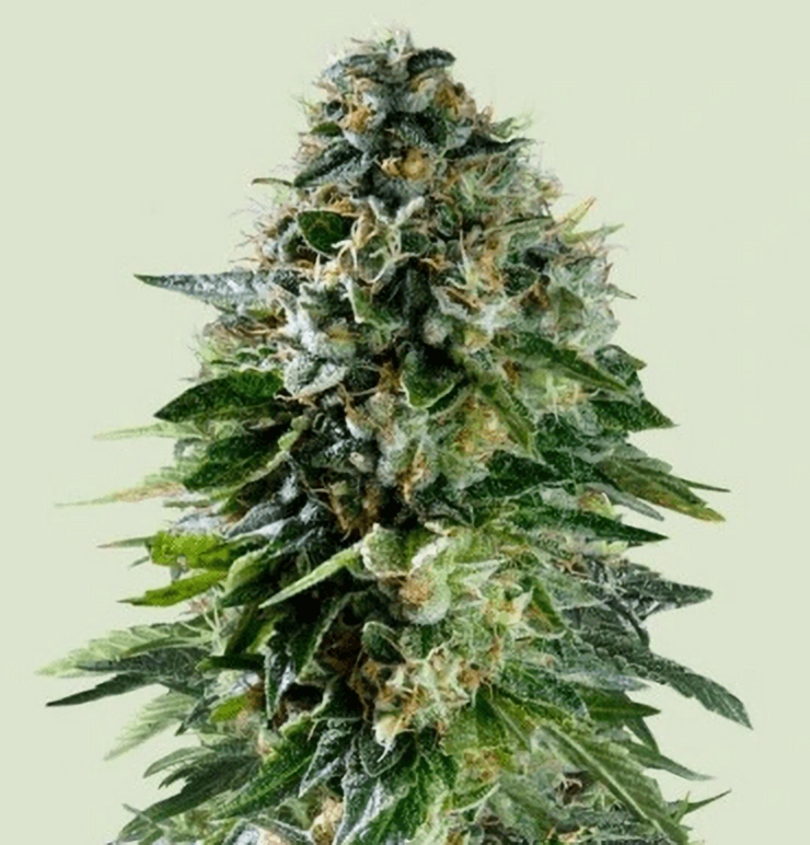 Royal Queen Seeds Cannabis Seeds Corkscrew Auto 1 ks