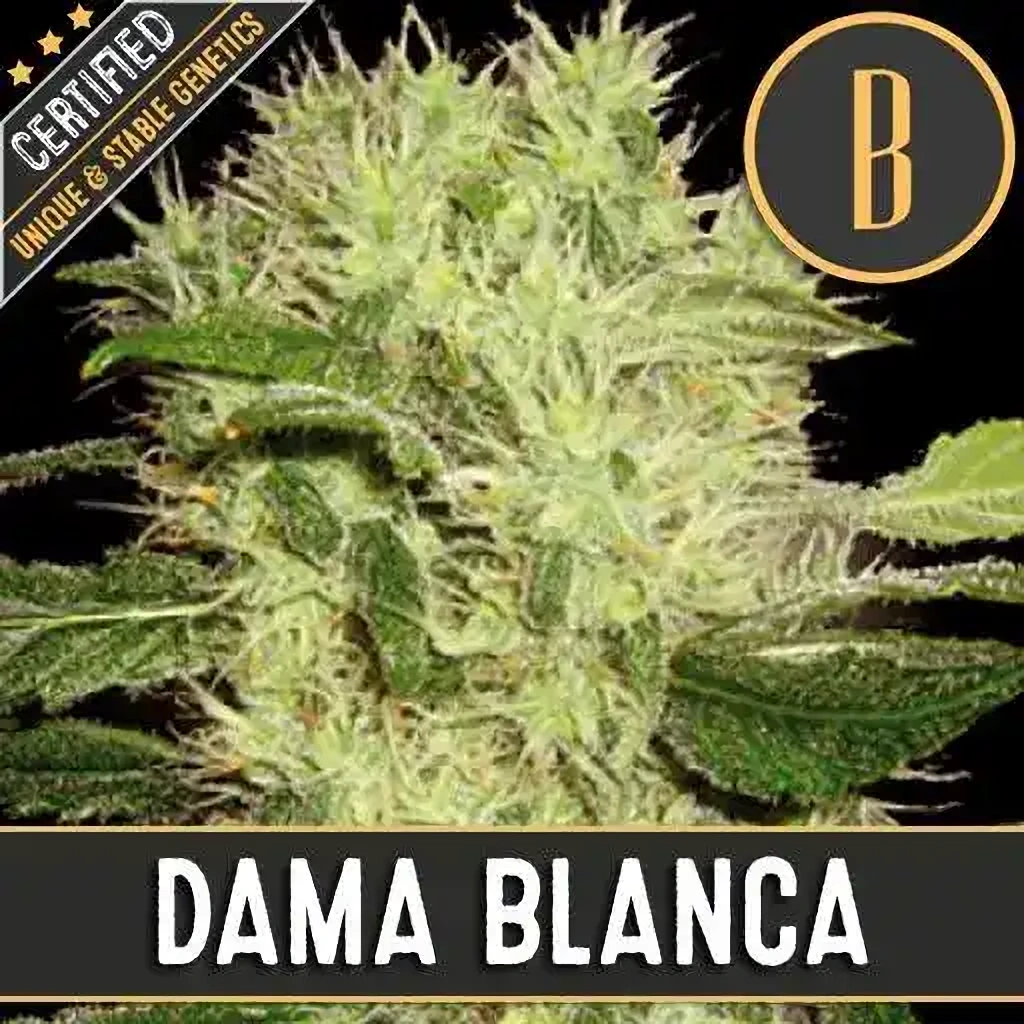 Blimburn Seeds Semená kanabisu Dama Blanca Feminizované 6 ks