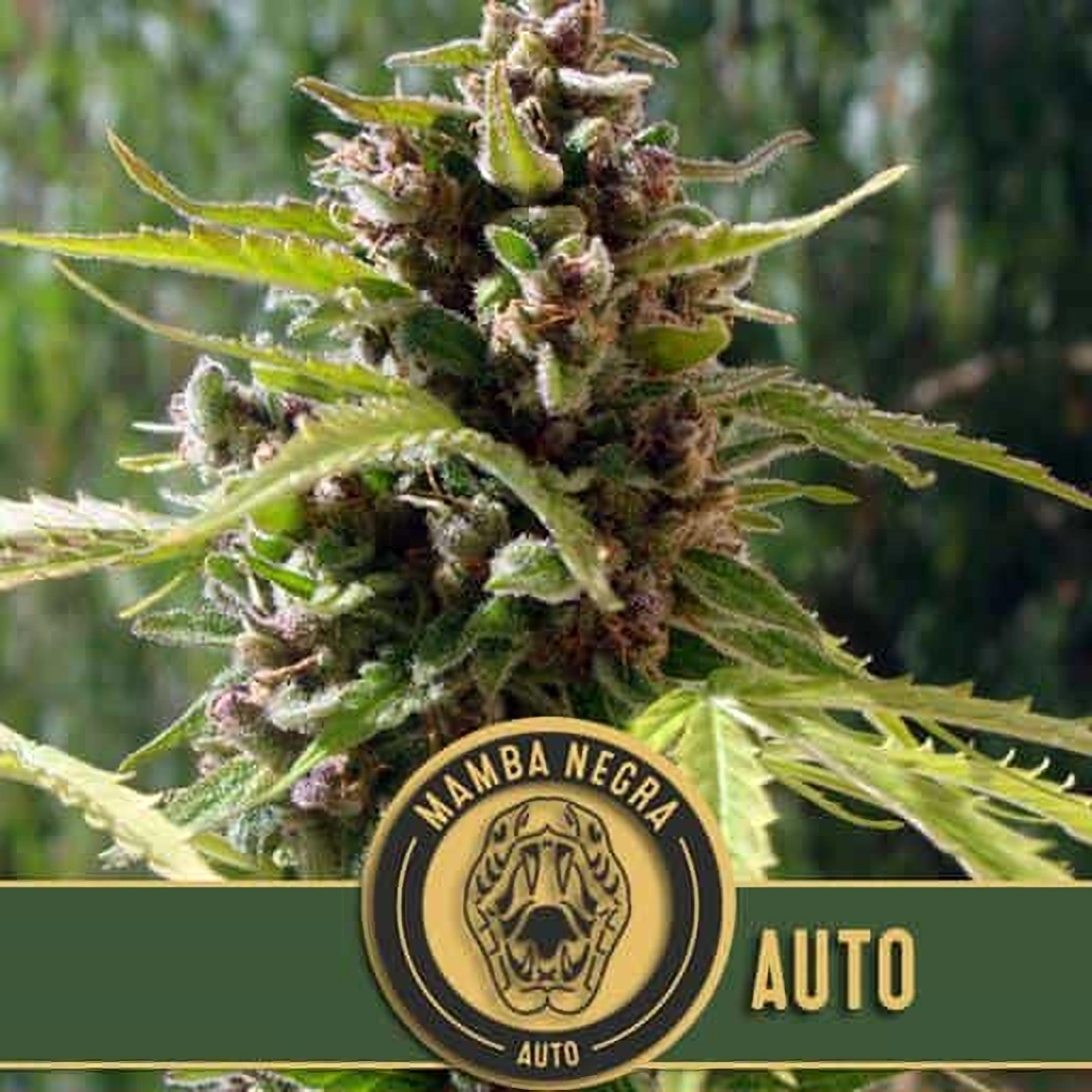 Blimburn Seeds Semená kanabisu Mamba Negra Auto 3 ks