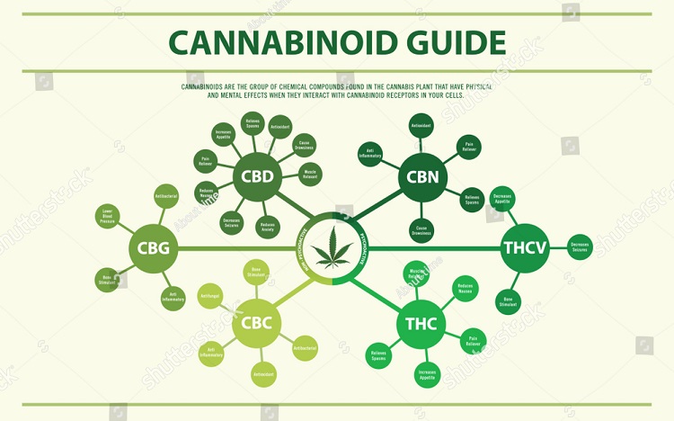 Infografía que muestra los cannabinoides CBD, CBC, CBN, CBG, THC y THCV con los efectos descritos