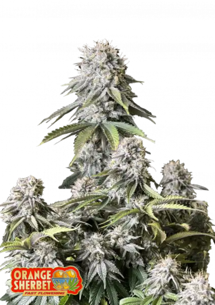 Fast Buds Cannabis Seeds Orange Sherbet FF 1 ks