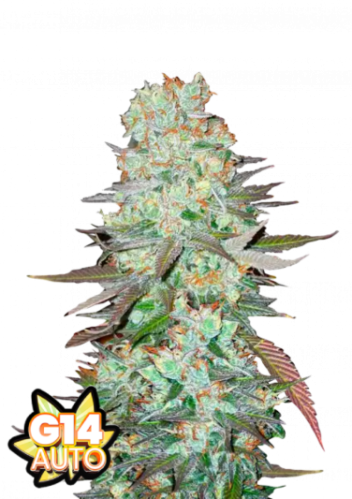 Fast Buds Cannabis Seeds G14 Auto 5 ks