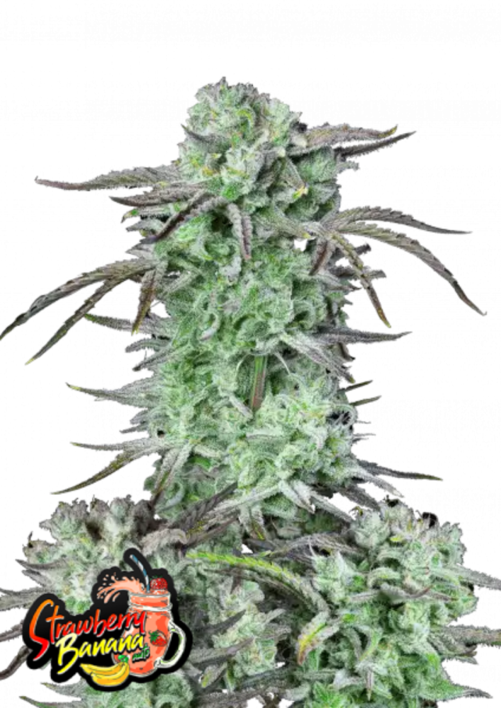 Fast Buds Cannabis Seeds Strawberry Banana Auto 3 ks