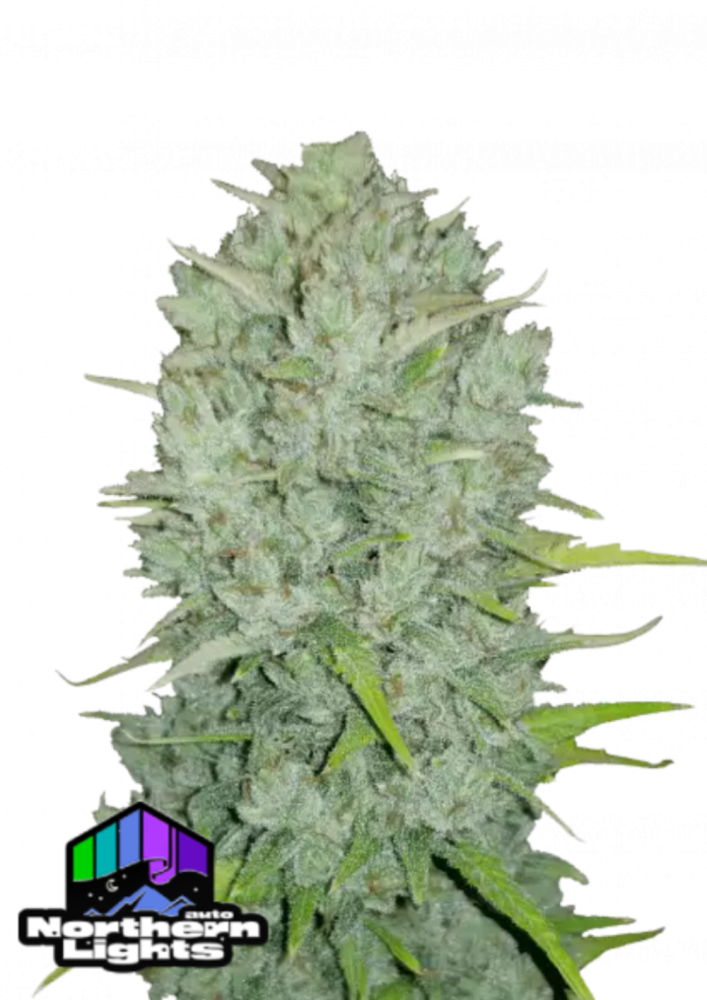 Fast Buds Cannabis Seeds Northern Lights Auto 1 ks