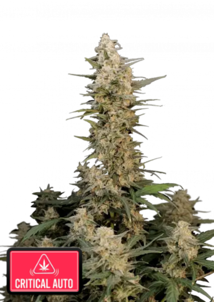 Fast Buds Cannabis Seeds Critical Auto 5 ks