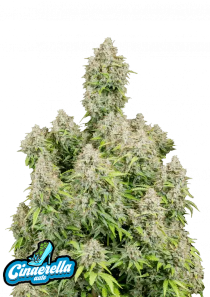 Fast Buds Cannabis Seeds Cinderella Auto 5 ks