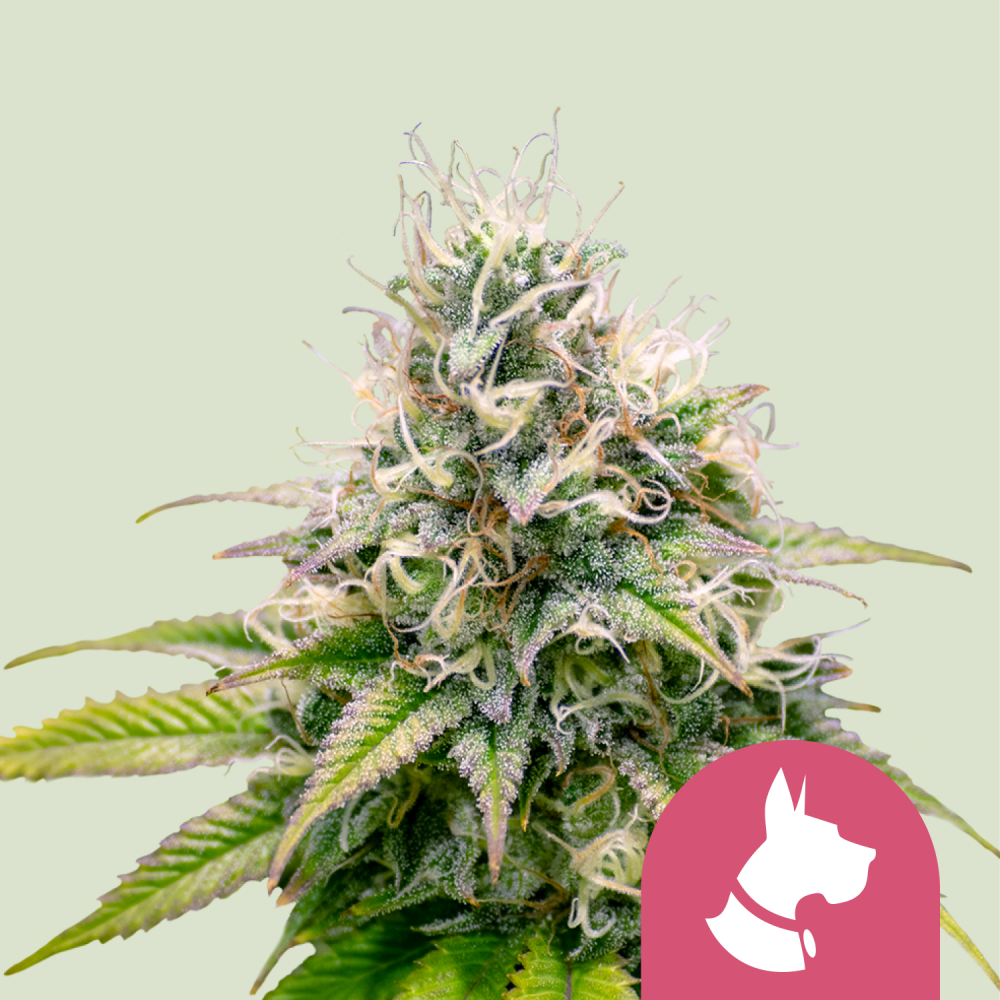 Royal Queen Seeds Cannabis Seeds Kali Dog Feminized 3 ks